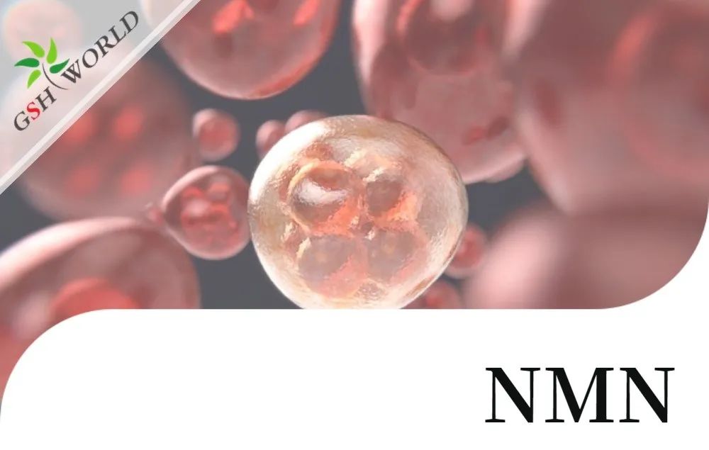 行业关注 - NMN改善 RPE 中碘酸钠引起的细胞衰老和炎症