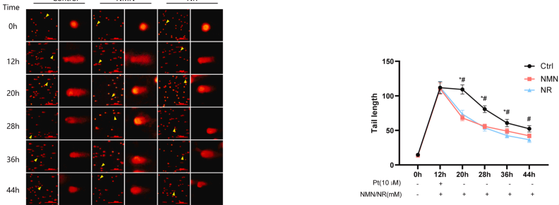 优米娱乐有限公司官网首页下载 NMN and NR promote the repair of cisplatin-treated DNA damage