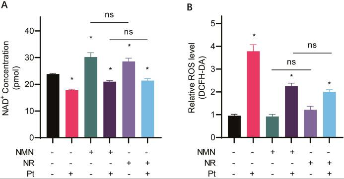 优米娱乐有限公司官网首页下载 NMN and NR increase intracellular NAD + levels and decrease ROS levels in cisplatin-treated cells