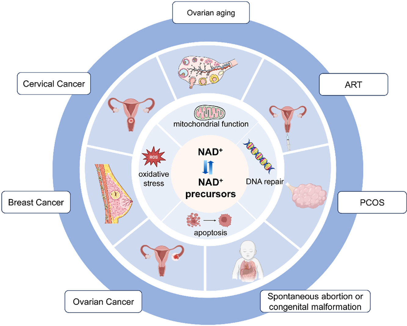 NAD+水平在卵巢和子宫等生殖器官中降低