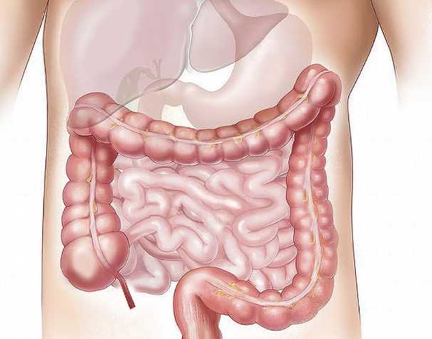 优米娱乐有限公司官网首页下载 NMN在肠道健康中的作用