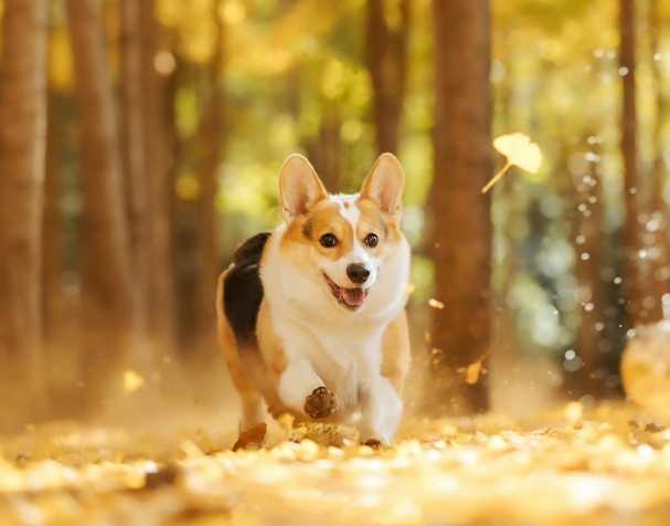 优米娱乐有限公司官网首页下载 PQQ:改善认知与运动能力