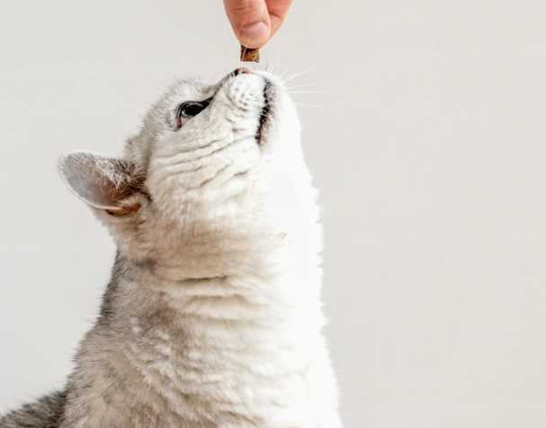 优米娱乐有限公司官网首页下载 辅酶Q10:促进心血管健康