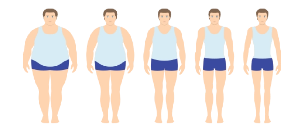 对肥胖“氧化应激-炎症”循环的阻断作用 对肥胖“氧化应激-炎症”循环的阻断作用