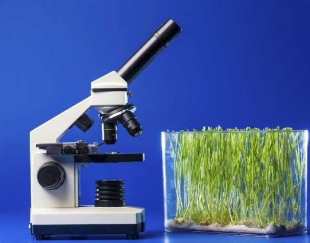 促进幼苗跟叶生长