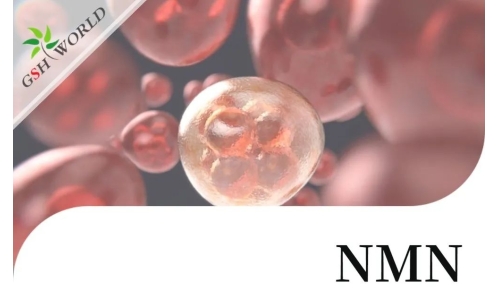 行业关注 - NMN改善 RPE 中碘酸钠引起的细胞衰老和炎症