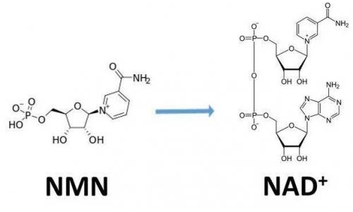 从生物学角度看NMN:为何能延缓衰老和提高免疫力？
