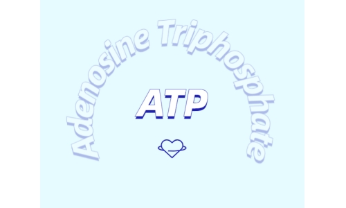 ATP对运动的作用：从力量到心脏